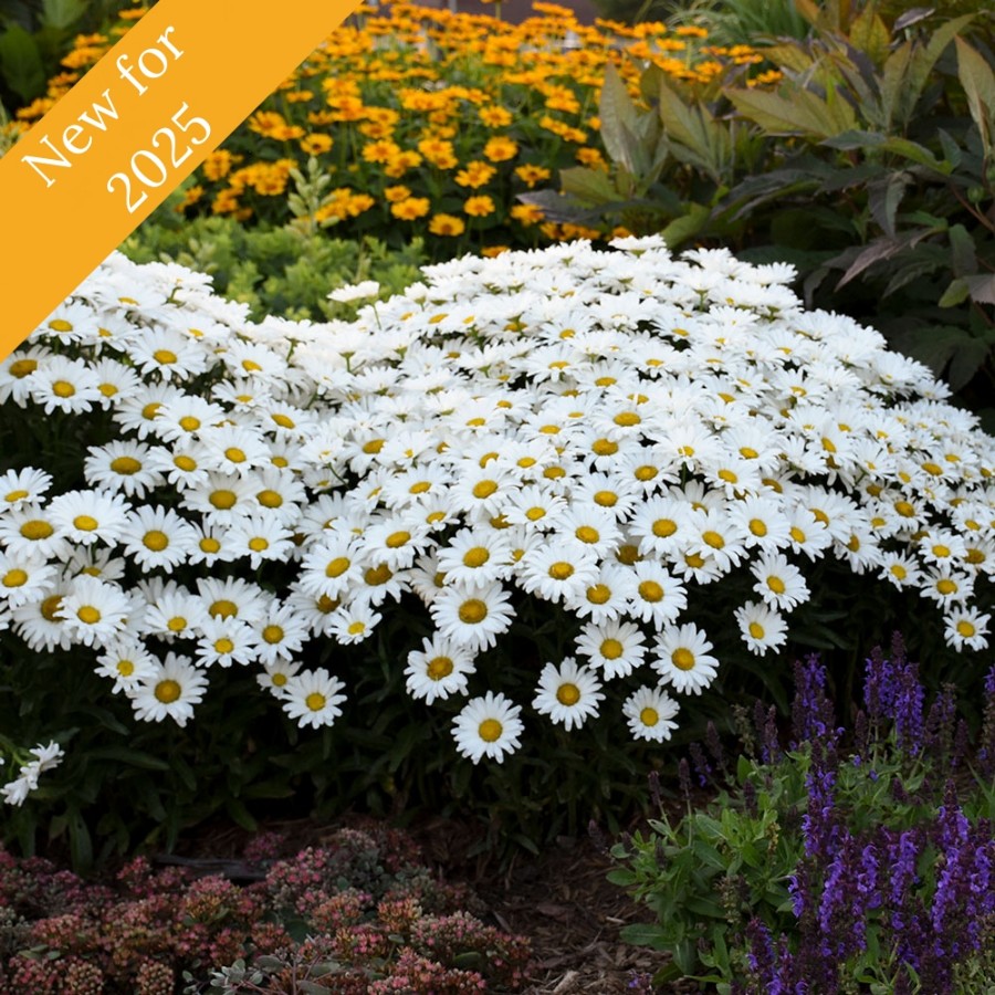 Picture of Amazing Daisies® Daisy May® Leucanthemum Plant