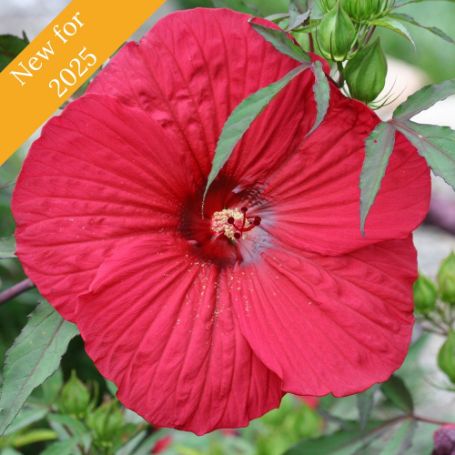 Picture of Fleming™ Fireball Hardy Hibiscus Plant