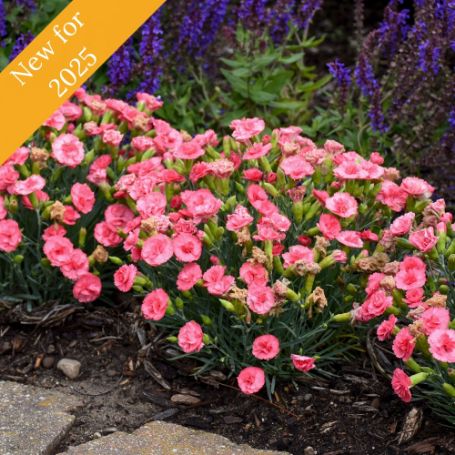 Picture of Fruit Punch® Classic Coral Dianthus Plant