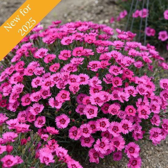 Picture of Paint the Town Fancy Dianthus Plant