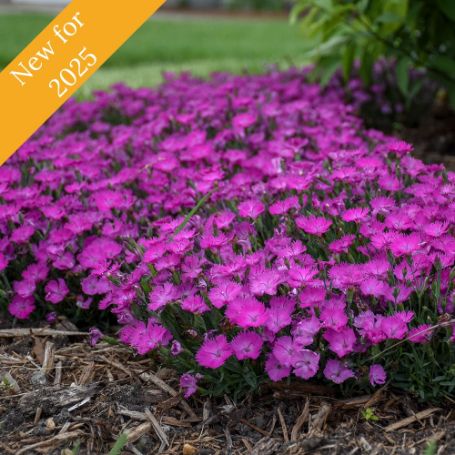 Picture of Paint the Town Fuchsia Dianthus Plant