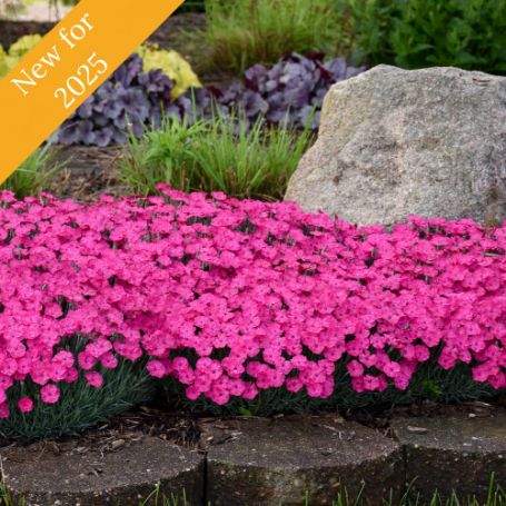 Picture of Paint the Town Magenta Dianthus Plant