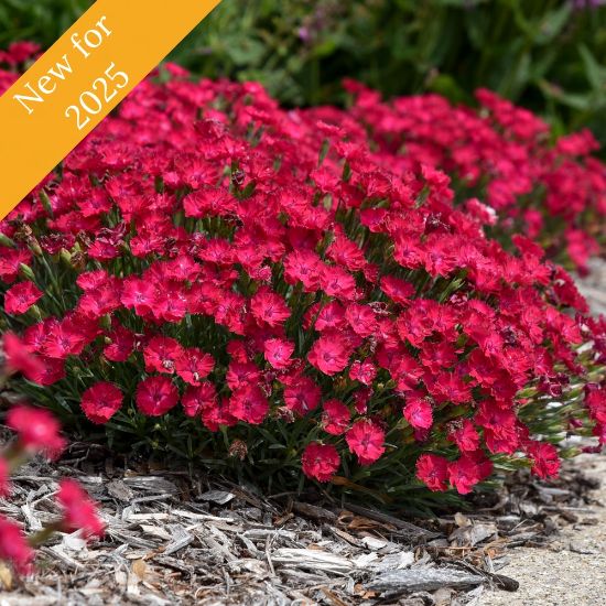 Picture of Paint the Town Red Dianthus Plant