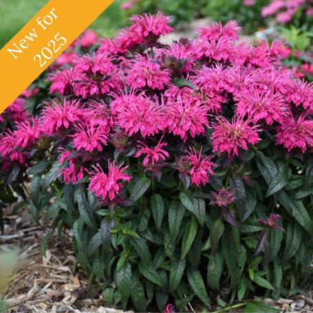 Picture of Sugar Buzz® Berry Taffy Monarda Plant