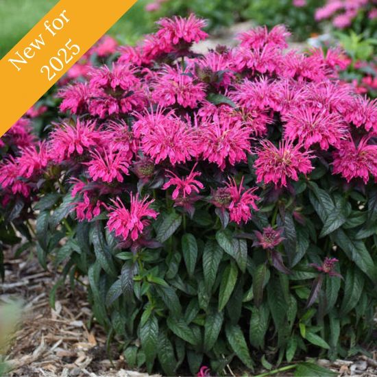 Picture of Sugar Buzz® Berry Taffy Monarda Plant