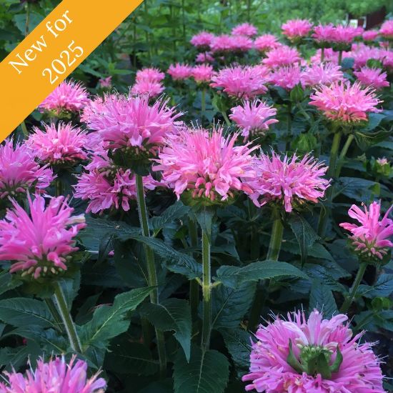 Picture of Sugar Buzz® Pink Frosting Monarda Plant