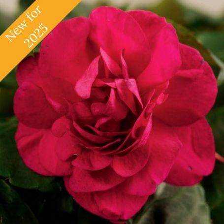 Picture of Silhouette® Purple Double Impatiens Plant