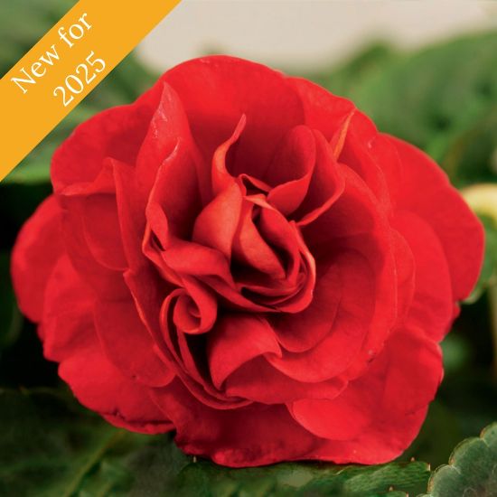 Picture of Silhouette® Red Double Impatiens Plant