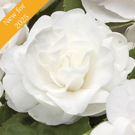 Picture of Silhouette® White Double Impatiens Plant