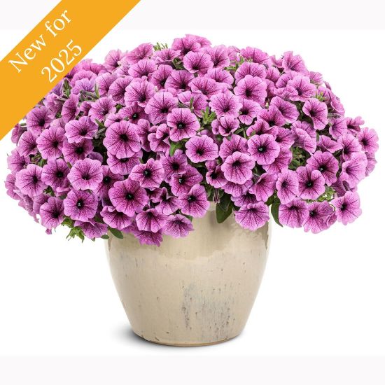 Picture of Supertunia Mini Vista® Plum Veined Petunia Plant