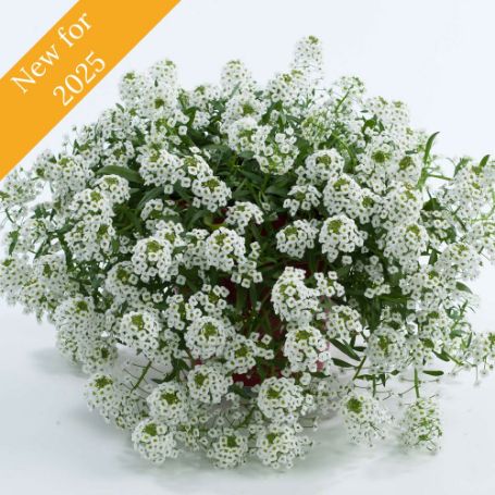 Picture of White Stream™ Lobularia Plant