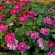 Picture of Pretty in Pink™ Bidens Plant