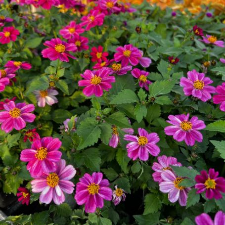 Picture of Pretty in Pink™ Bidens Plant