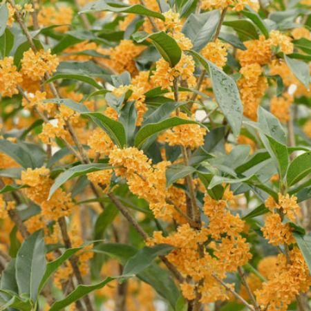 Picture for category Osmanthus (Sweet Olive)