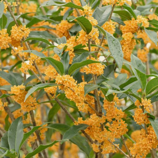 Picture of Fragrans Osmanthus Plant