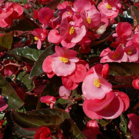 Picture for category Wax Begonias