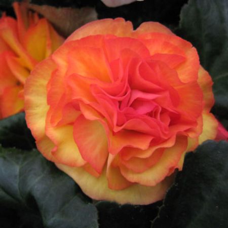 Picture for category Tuberous Begonias