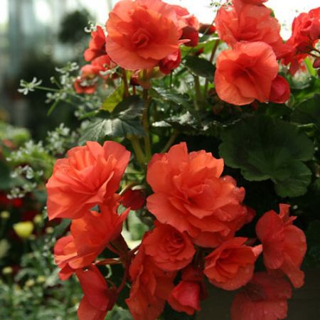 Picture for category Solenia Begonias