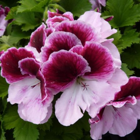 Picture for category Regal Geraniums