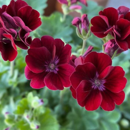 Picture for category Interspecific Geraniums