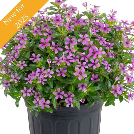 Picture of Soiree® Kawaii Blueberry Kiss Catharanthus Plant