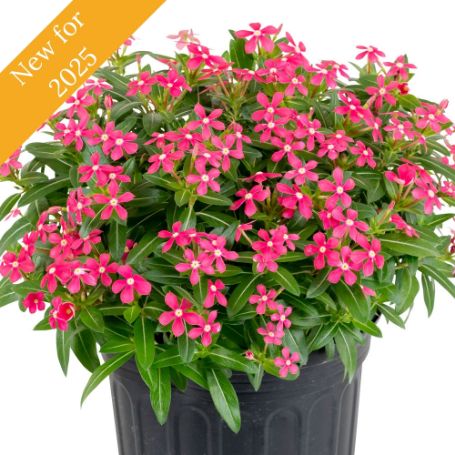 Picture of Soiree® Kawaii Coral Catharanthus Plant