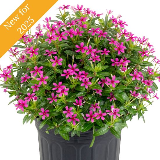 Picture of Soiree® Kawaii Lavender Catharanthus Plant 