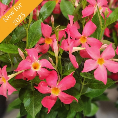 Picture of Sun Parasol® Firedup™ Coral Mandevilla Plant