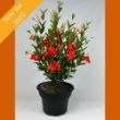 Picture of Sun Parasol® Firedup™ Orange Mandevilla Plant