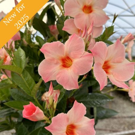 Picture of Sun Parasol® Giant Peach Sunrise Mandevilla Plant