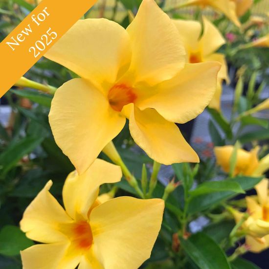 Picture of Sun Parasol® Original XP Sunbeam Mandevilla Plant