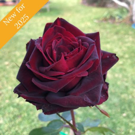 A single, deep red rose with velvety petals