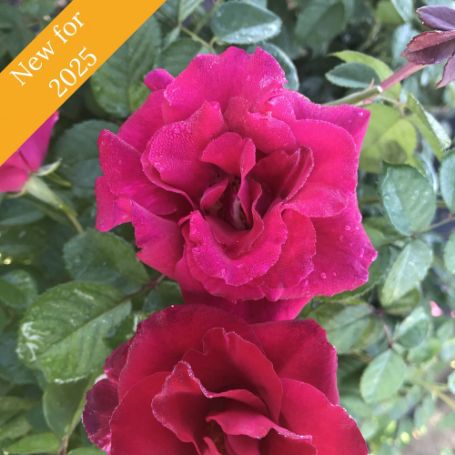 Two deep red roses with a velvety texture 