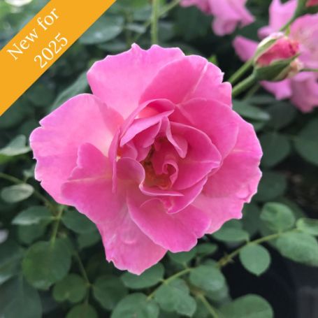 A single, fully bloomed pink rose with ruffled petals