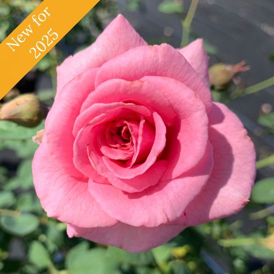 A fully bloomed pink rose with ruffled petals