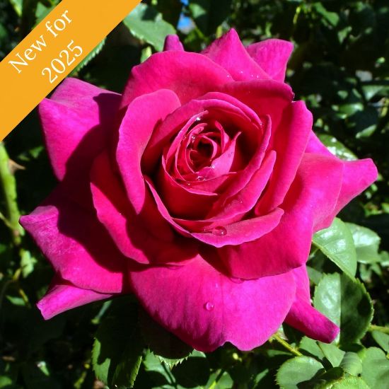 A single, fully bloomed deep pink rose with a classical rose look