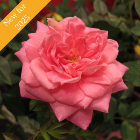 A large, single, fully bloomed pink rose with frilly petals