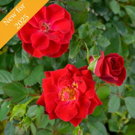 Three red roses with green leaves in full bloom on a bush