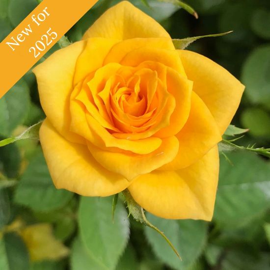 A single, fully bloomed yellow rose with frilly center petals