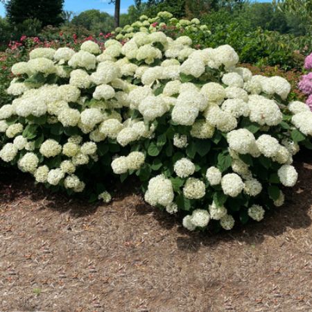 Picture for category New Shrubs and Bushes for 2025