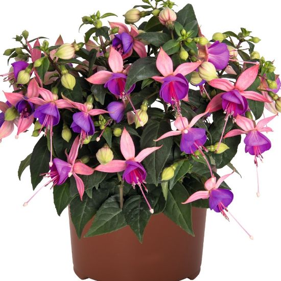 Picture of Aretes Belfort Fuchsia Plant