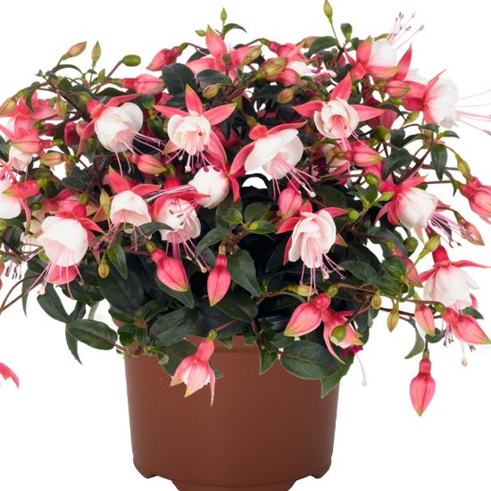 Picture of Aretes Patio Princess Fuchsia Plant