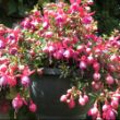 Picture of Aretes Ringwood Market Fuchsia Plant