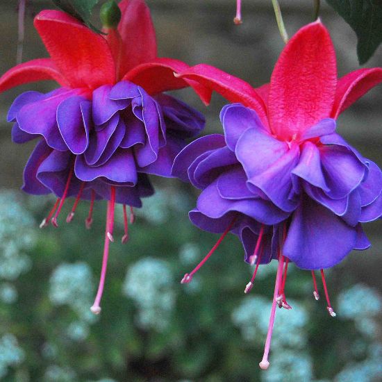 Picture of Aretes Ringwood Market Fuchsia Plant