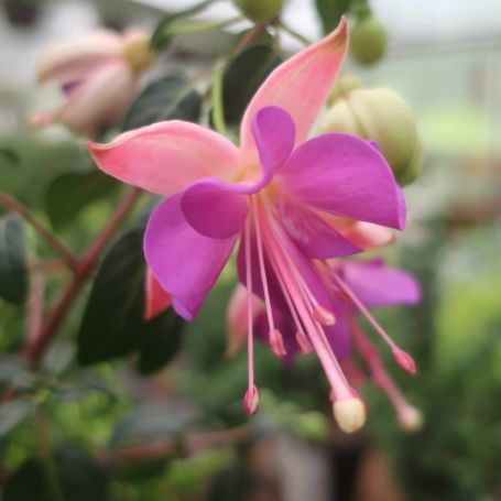 Picture of Aretes Rio Grande Fuchsia Plant