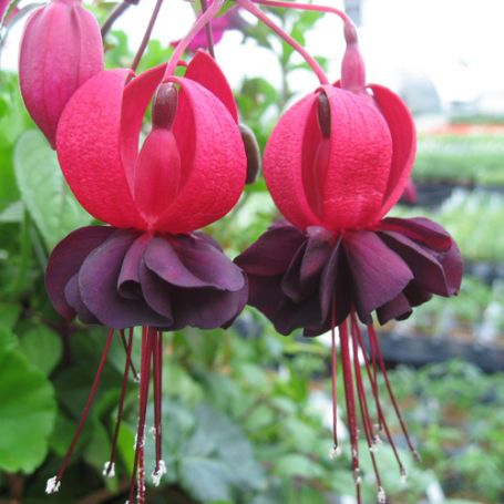 Picture of Blacky Fuchsia Plant