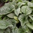 Picture of Queen of Hearts Brunnera Plant