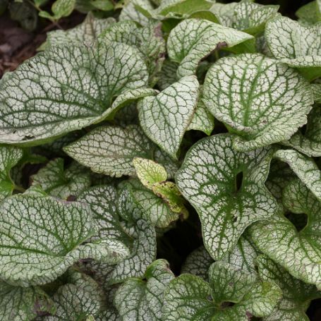 Picture of Queen of Hearts Brunnera Plant