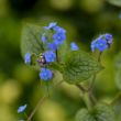 Picture of Queen of Hearts Brunnera Plant