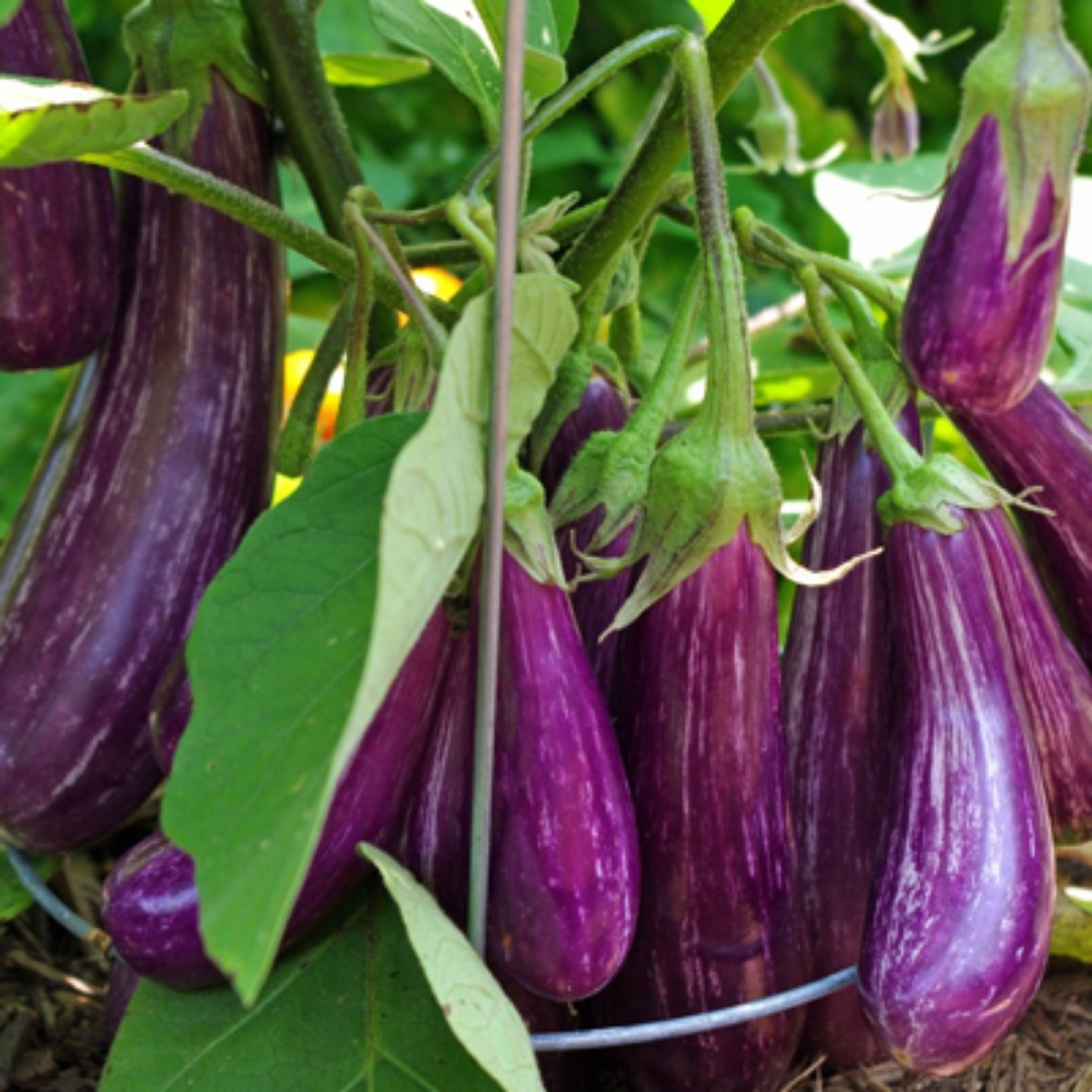 Picture for category Vegetables by Days to Harvest